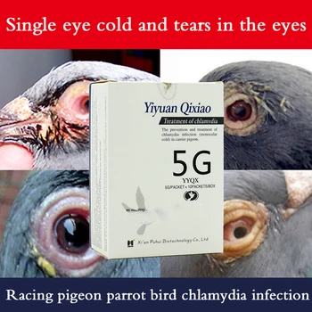 Хламидии, Пощенски гълъб, Dovish медицина, Монокулярная настинка, Специално сълзене на очите птици-папагали, е често срещано заболяване